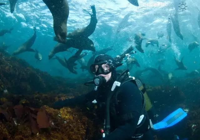 深入探索100多种名犬排行图片,加入知识星球平台获取专业知识分享